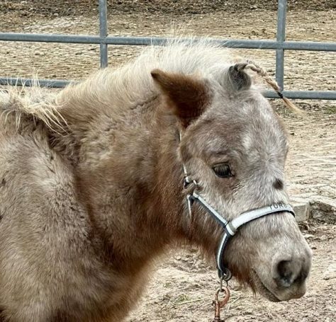 Ein kleines, graues Pony mit zotteligem Fell steht an einem Zaun.