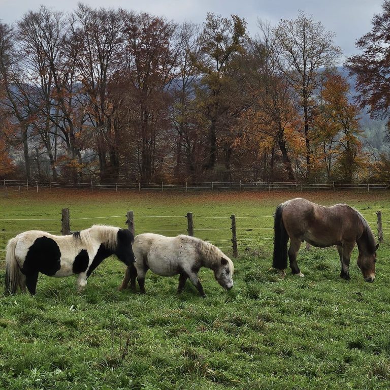 Drei Pferde weiden auf einer Wiese, umgeben von Bäumen im Herbst.
