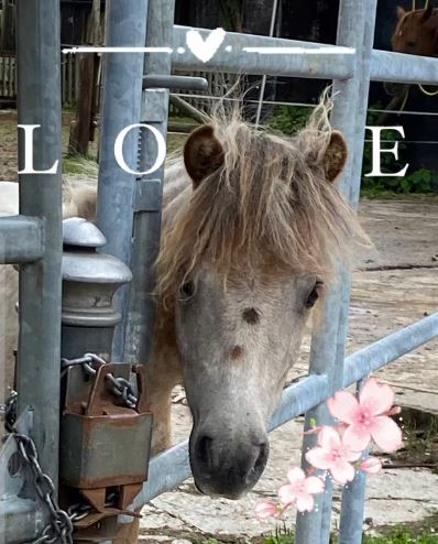 Ein kleines, graues Pony mit zotteligem Haarschopf, umgeben von einem Zaun.