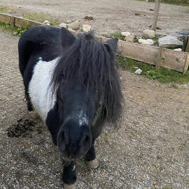 Ein schwarzes Pony mit langem, schwarzem Haar auf einem Kiesweg.