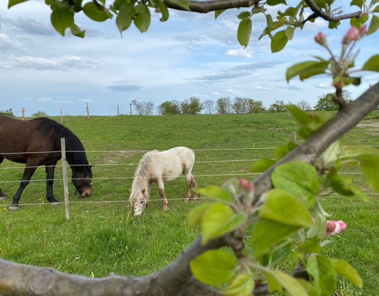 Zwei Pferde weiden auf einer grünen Wiese, umgeben von Bäumen und Himmel.
