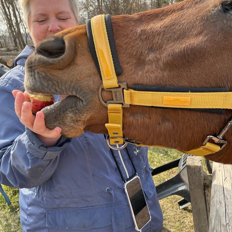 Eine Person füttert ein Pferd mit einem Apfel.