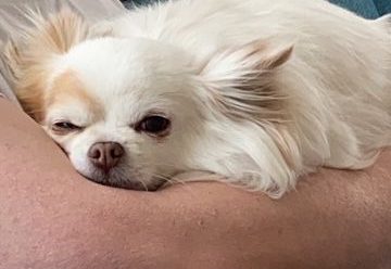 Schlafender Chihuahua mit einem entspannten Gesichtsausdruck auf einem Arm.