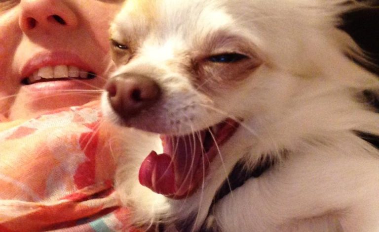 Eine Person mit lächelndem Gesicht und einem gähnenden Chihuahua im Vordergrund.
