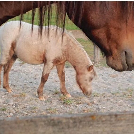 Zwei Pferde, ein braunes und ein weißes, grasen in einem Feld.