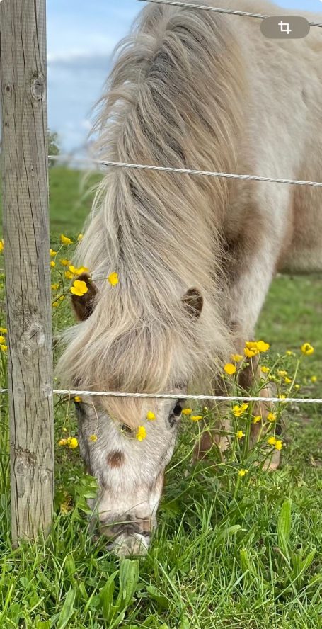 Ein weißes Pony grast in einer Wiese voller gelber Blumen.