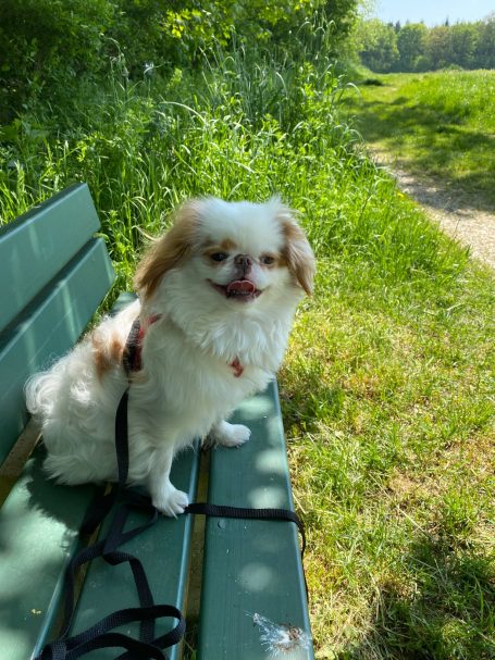 Süßer Hund sitzt auf einer Bank im Grünen, umgeben von Gras und Bäumen.