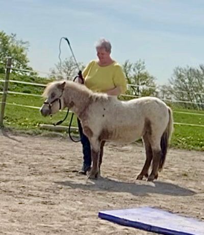 Eine Person mit einem gefleckten Pony auf einem Platz im Freien.