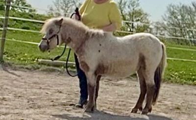 Ein kleiner, gefleckter Pony steht an der Leine, gehalten von einer Person.